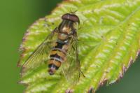 Episyrphus balteatus