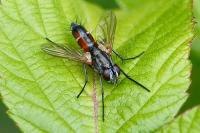 Mintho rufiventris