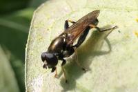 Xylota segnis