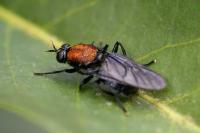 Clitellaria ephippium