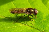 Platycheirus scutatus