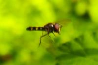 Platycheirus scutatus
