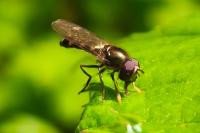 Platycheirus scutatus