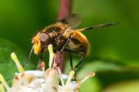 Volucella inflata