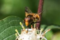 Volucella inflata