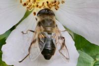 Eristalis tenax