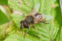 Eristalis tenax