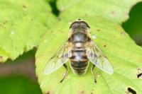 Eristalis tenax