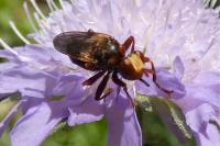 Sicus