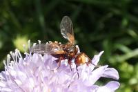 Sicus