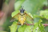 Chrysotoxum cautum