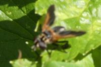 Trichopoda pictipennis