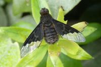 Hemipenthes morio