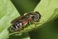Merodon avidus