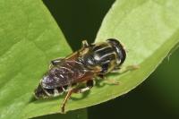 Merodon avidus