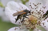Empis tessellata