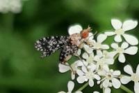 Trypetoptera punctulata