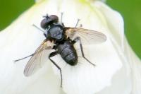 Phania funesta