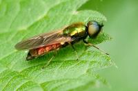 Chloromyia formosa