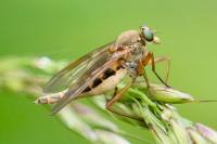 Rhagio tringarius