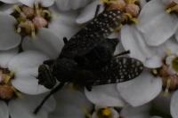 Platystoma seminationis