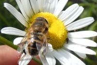 Eristalis tenax