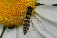 Sphaerophoria