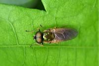 Chloromyia formosa