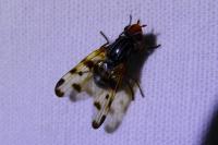 Otites porcus