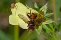 Sicus ferrugineus