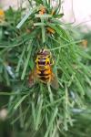 Myathropa florea