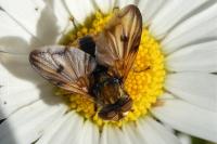 Ectophasia crassipennis
