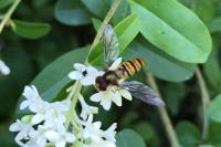 Episyrphus balteatus