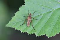 Empis