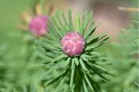Spurgia euphorbiae