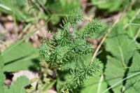 Spurgia euphorbiae