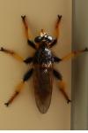 Pogonosoma maroccanum