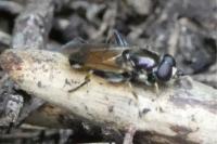 Xylota segnis