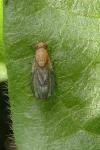 Homoneura