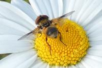Ectophasia crassipennis