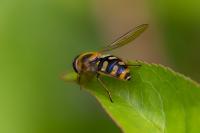 Eupeodes corollae
