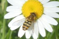 Syrphus ribesii