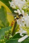 Sphaerophoria scripta