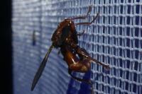 Sicus ferrugineus