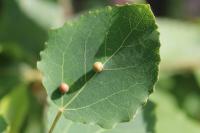 Harmandiola tremulae