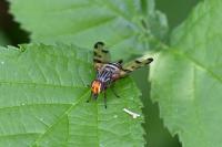 Otites porcus
