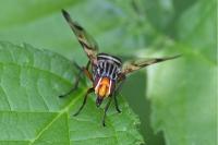 Otites porcus
