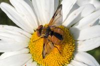 Ectophasia crassipennis