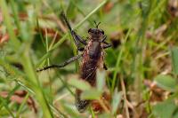 Dasypogon diadema