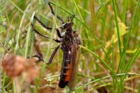 Dasypogon diadema